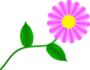 Fuchsia Daisy Clip Art